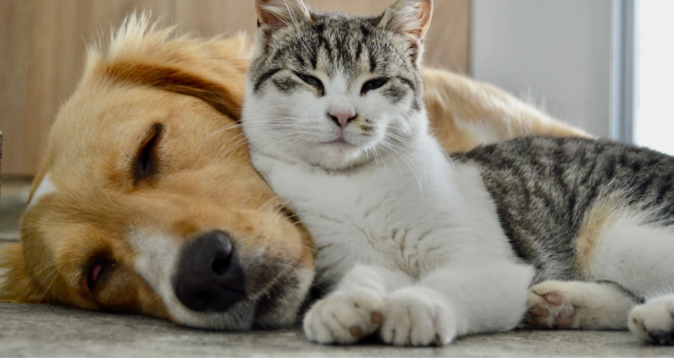 Common Intestinal Parasites in Dogs and Cats: Symptoms, Risks, and Treatment
