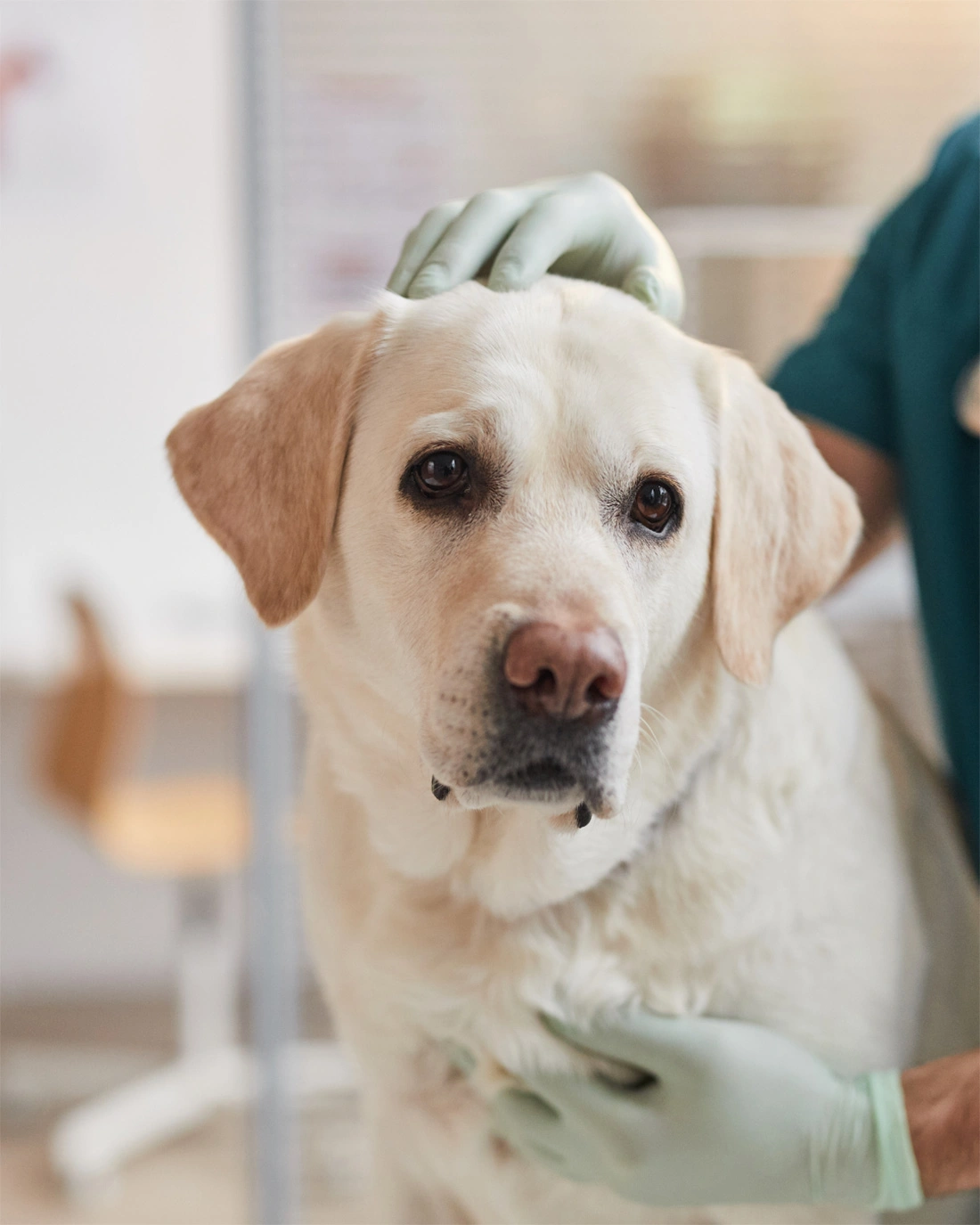 Pet Vaccines: What Every Dog and Cat Owner Should Know