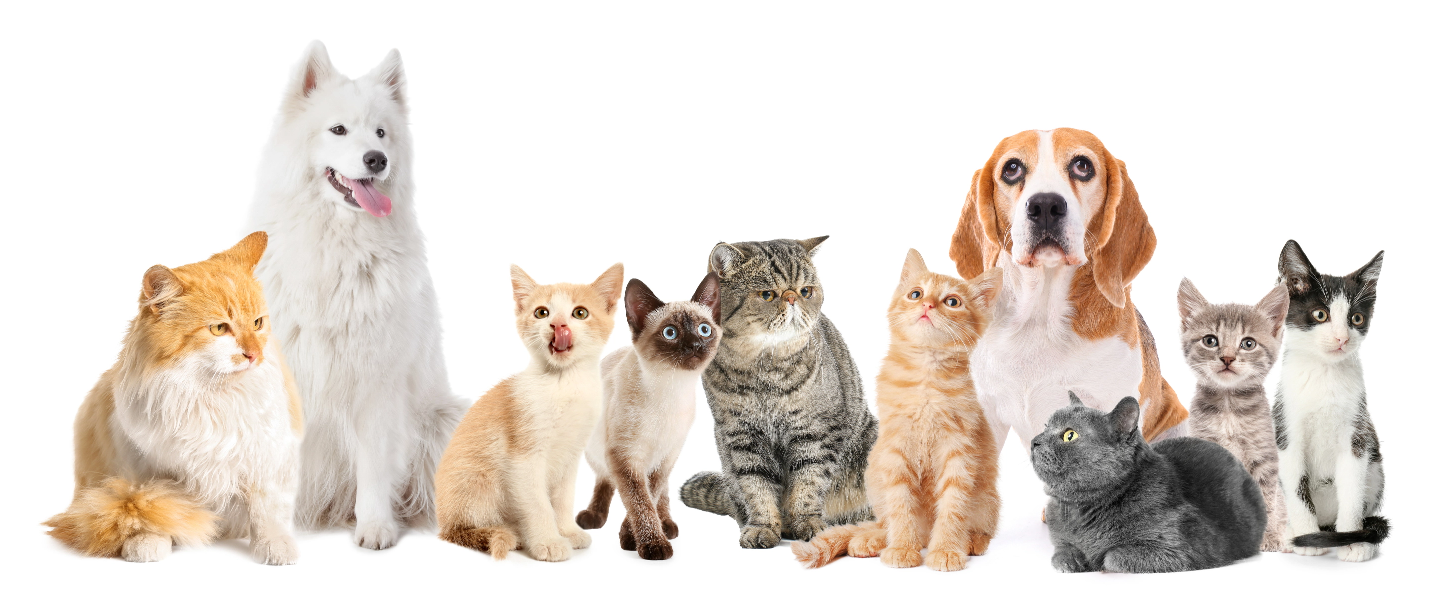 Portland Veterinary Banner