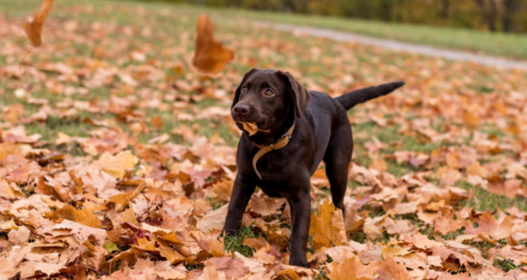 How to Keep Your Pets Safe (and Included!) This Thanksgiving