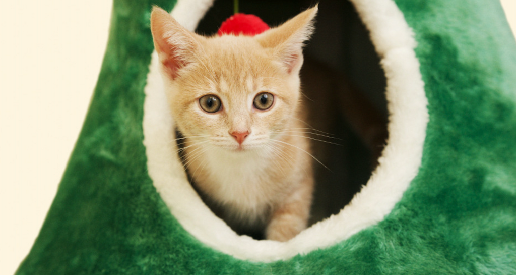 Holiday Pet Safety at Home: Everyday Tips to Keep Your Pets Healthy This Season