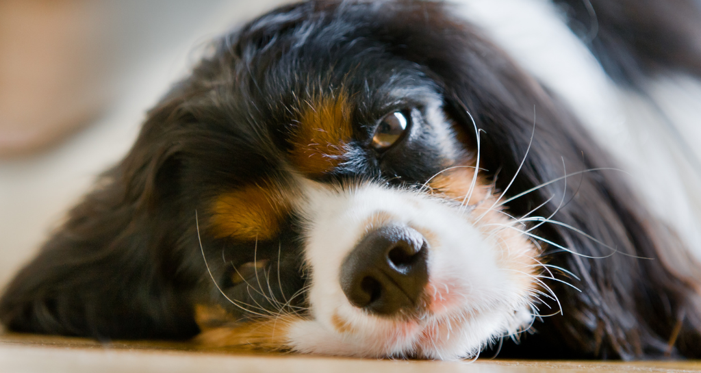 Anxious Dog? How to Help Your Pet Find Calm