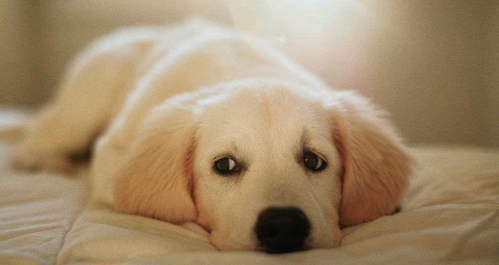 Caring for Your Dog Ages 1–3: What to Expect as They Grow