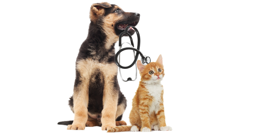 A Guide to Heartworm and Parasite Prevention