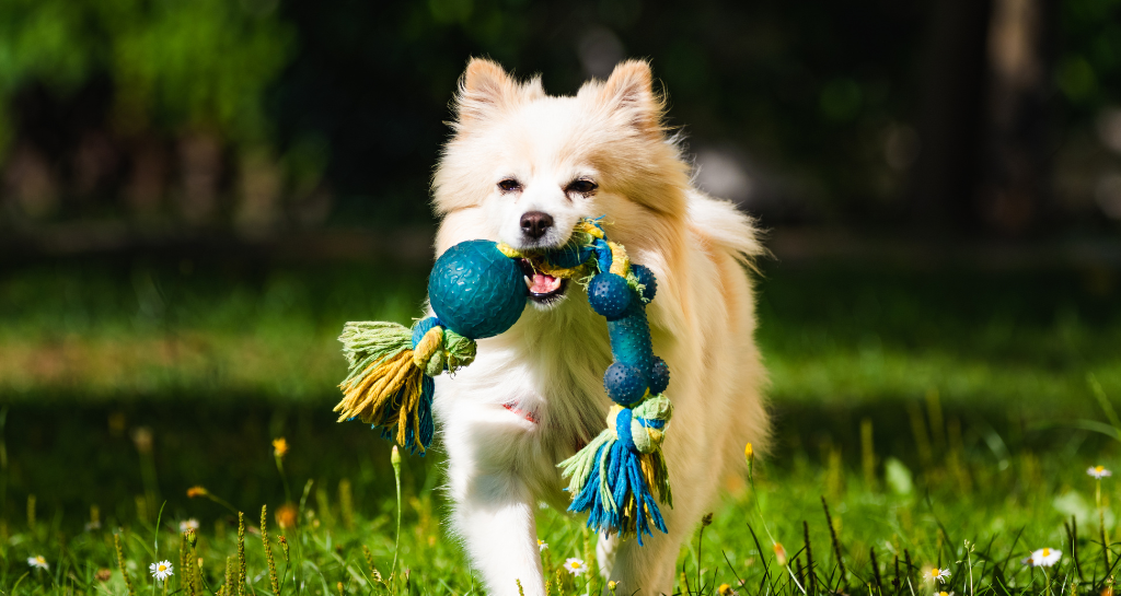 Travel Preparation and Summer Safety for Dogs and Cats